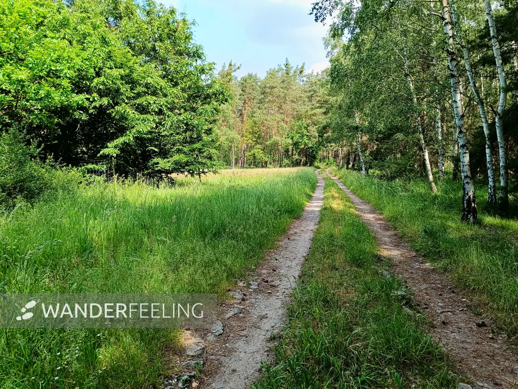 202405240-10 - Weg durch die Dübener Heide zwischen Bergwitz und Schleesen, Anhalt-Dessau-Wittenberg, Sachsen-Anhalt, Deutschland