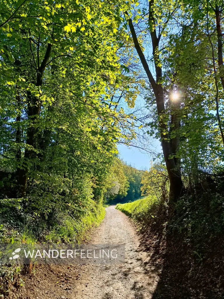 202604230-02 - Weg im Düsseltal, Bergisches Land, Nordrhein-Westfalen, Deutschland