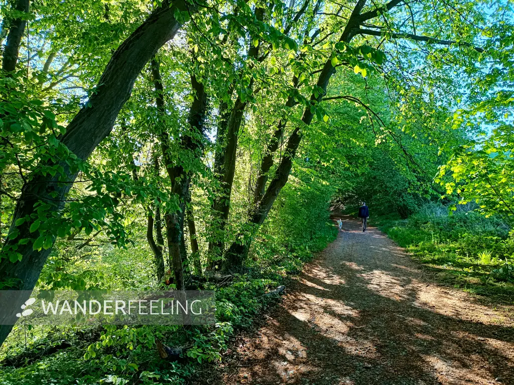 202604230-03 - Weg im Düsseltal, Bergisches Land, Nordrhein-Westfalen, Deutschland