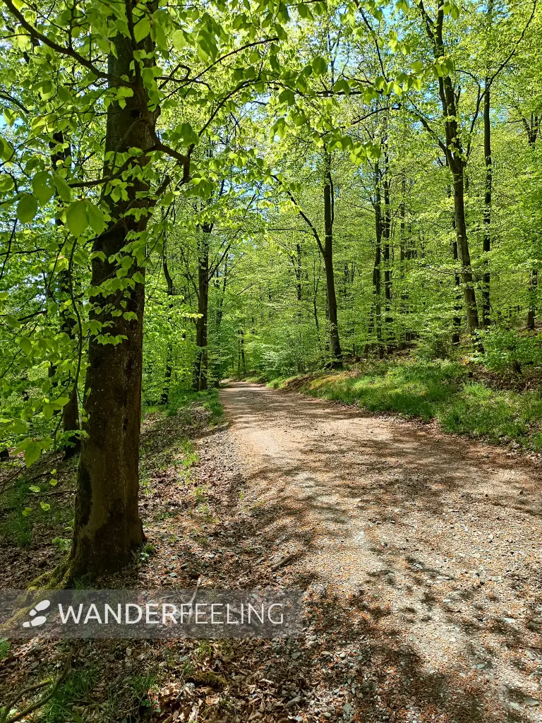 202604210-10 - Weg im Stadtwald Hagen, Ruhrgebiet, Nordrhein-Westfalen, Deutschland