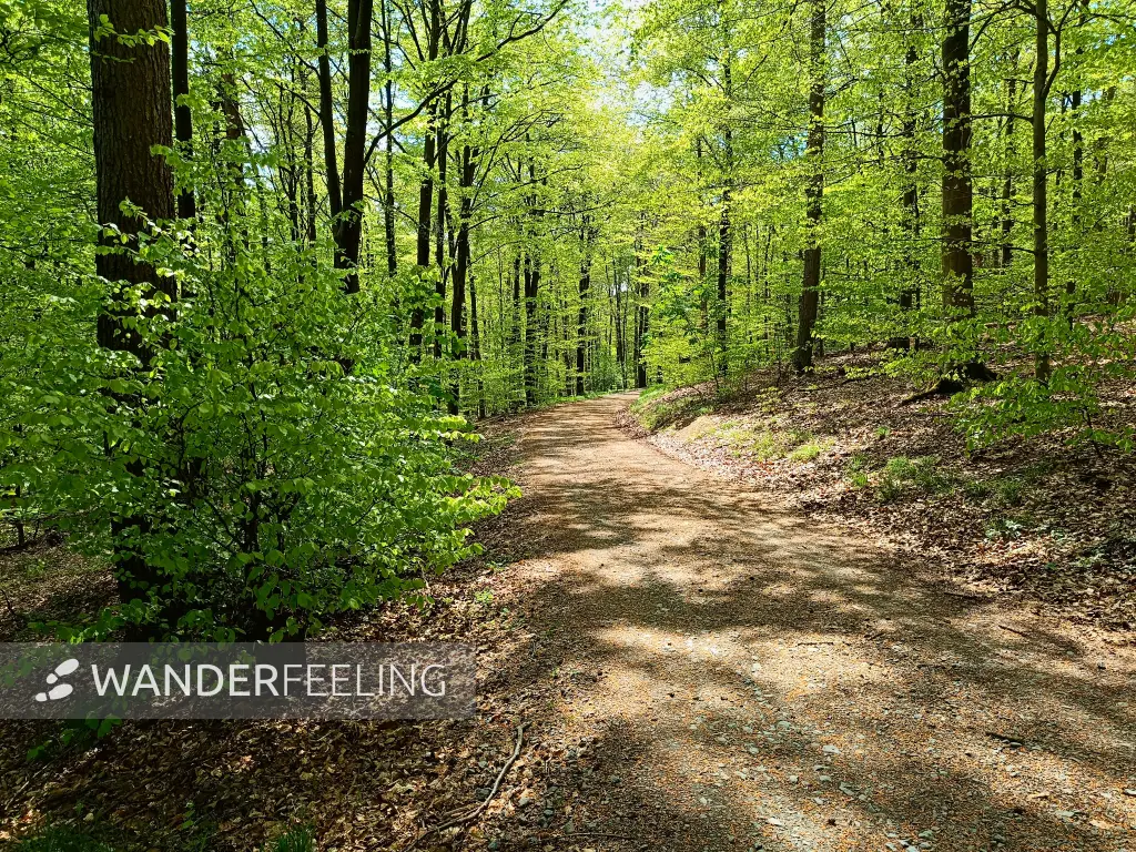 202604210-11 - Weg im Stadtwald Hagen, Ruhrgebiet, Nordrhein-Westfalen, Deutschland