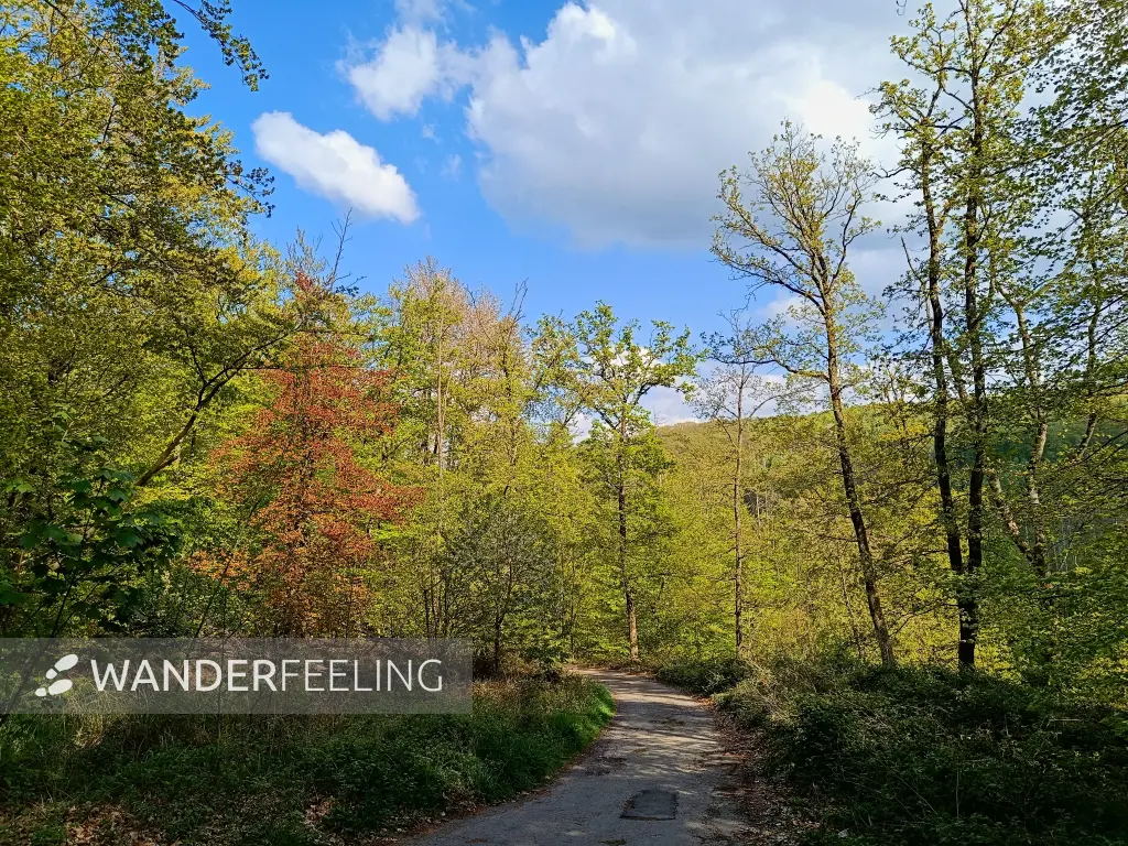 202604210-24 - Weg im Stadtwald Hagen, Ruhrgebiet, Nordrhein-Westfalen, Deutschland