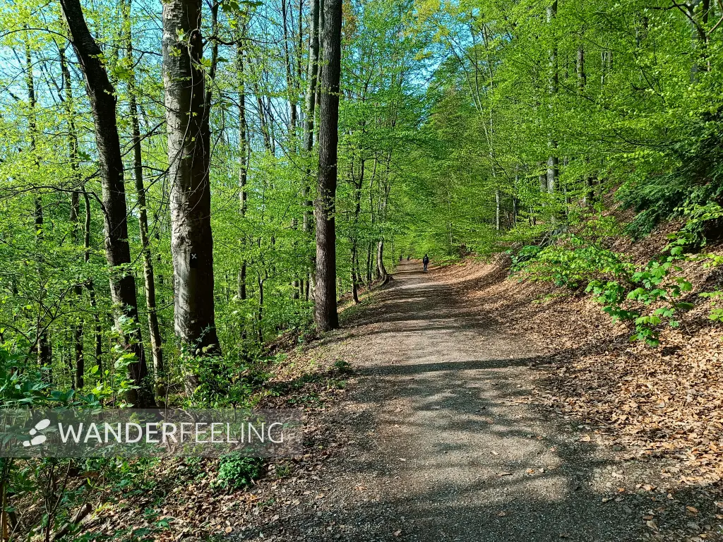 202604210-26 - Weg im Stadtwald Hagen, Ruhrgebiet, Nordrhein-Westfalen, Deutschland