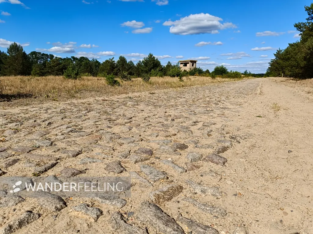 202508180-02 - Weg im Wildnisgebiet Jüterbog bei Luckenwalde, Fläming, Brandenburg, Deutschland
