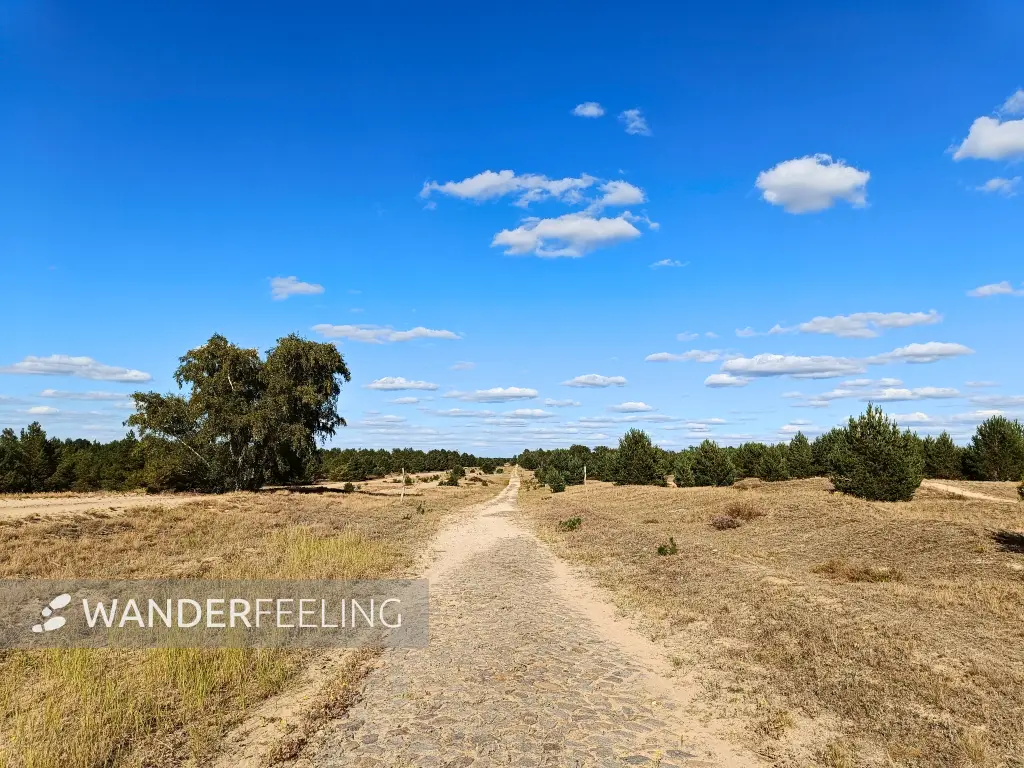 202508180-13 - Weg im Wildnisgebiet Jüterbog bei Luckenwalde, Fläming, Brandenburg, Deutschland