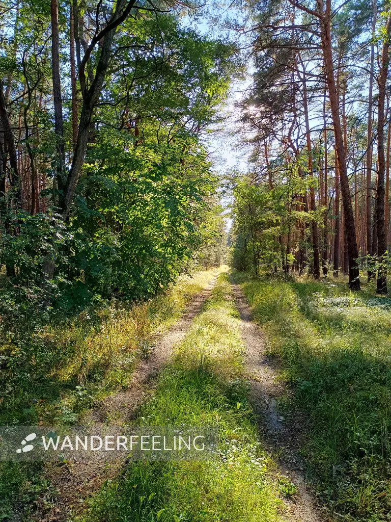 202608080-14 - Weg nach Baruth, Fläming, Brandenburg, Deutschland
