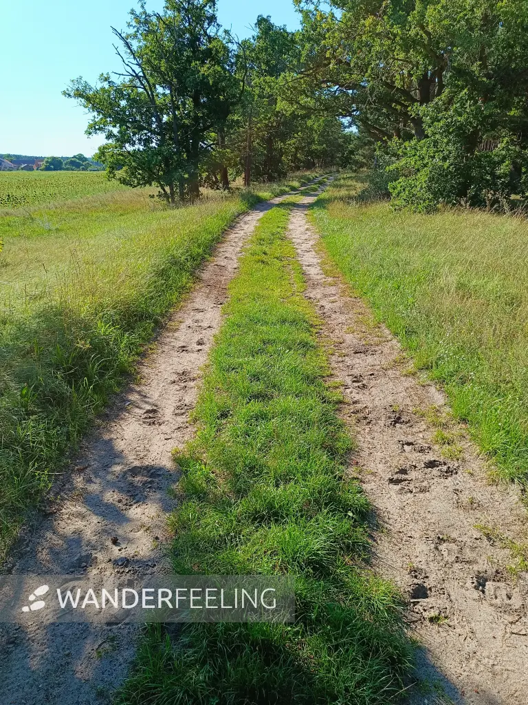 202608080-12 - Weg nach Klein Ziescht, Fläming, Brandenburg, Deutschland