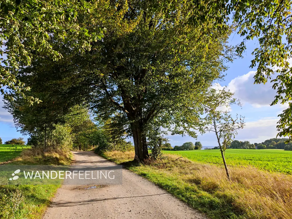 202310160-25 - Weg von Putbus nach Neuendorf, Rügen, Mecklenburg-Vorpommern, Deutschland