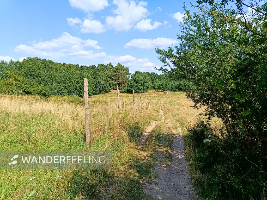 202407190-40 - Weg zum Bohnenwerder bei Carwitz, Mecklenburgische Seenplatte, Mecklenburg-Vorpommern, Deutschland