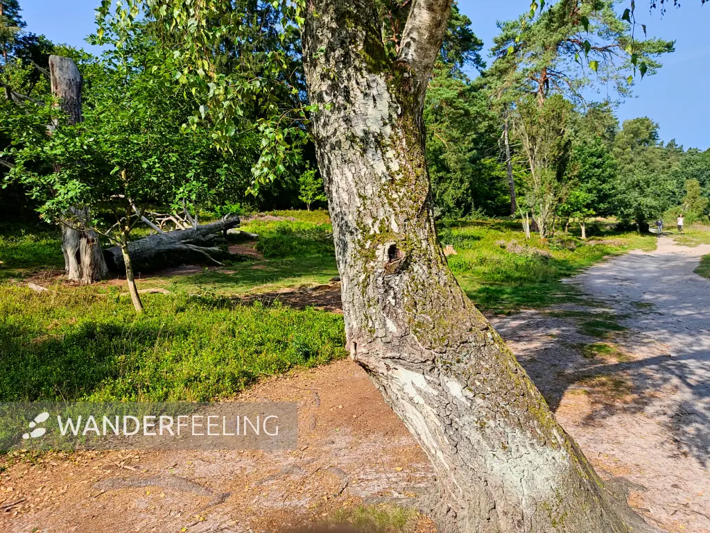 202308240-03 - Weg zum Büsenbachtal, Lüneburger Heide, Niedersachsen, Deutschland