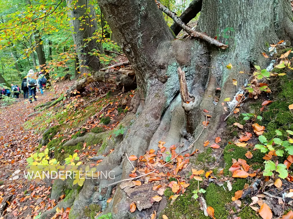 202410190-31 - Weg zur Silberquelle im NSG Gränert, Havelland, Brandenburg, Deutschland