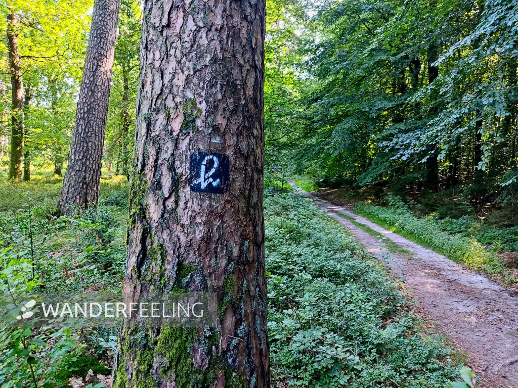 202308210-11 - Wegmarkierung bei Overhaverbeck, Lüneburger Heide, Niedersachsen, Deutschland
