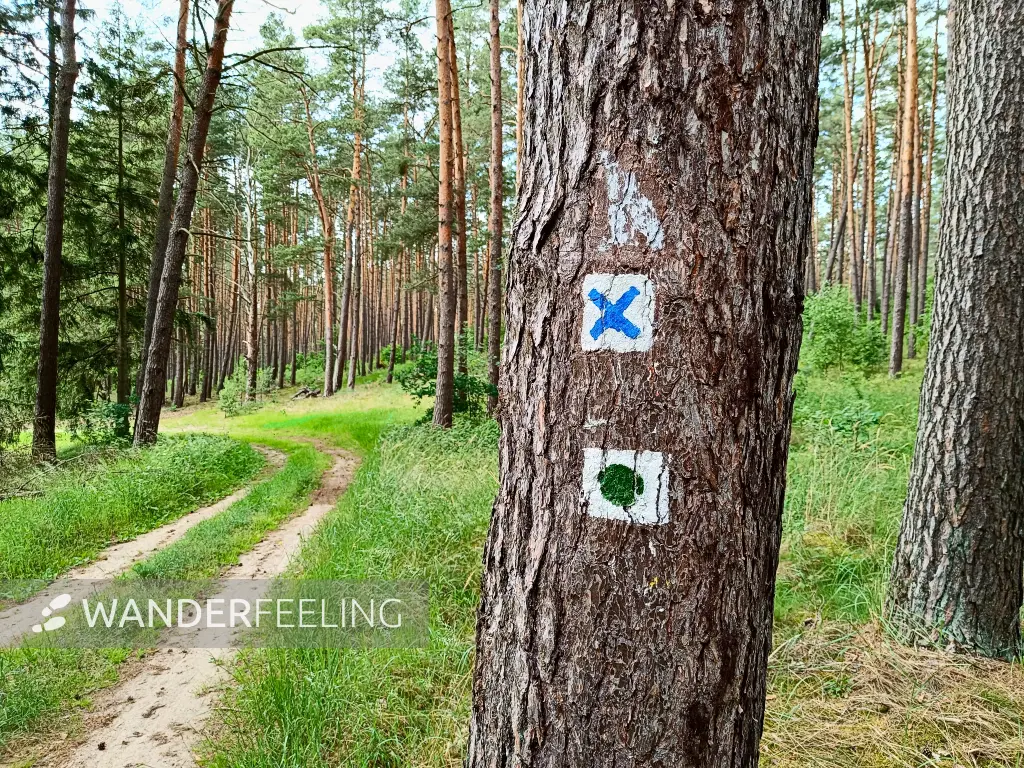 202405290-67 - Wegmarkierung im Kiefernwald, Uckermark, Brandenburg, Deutschland
