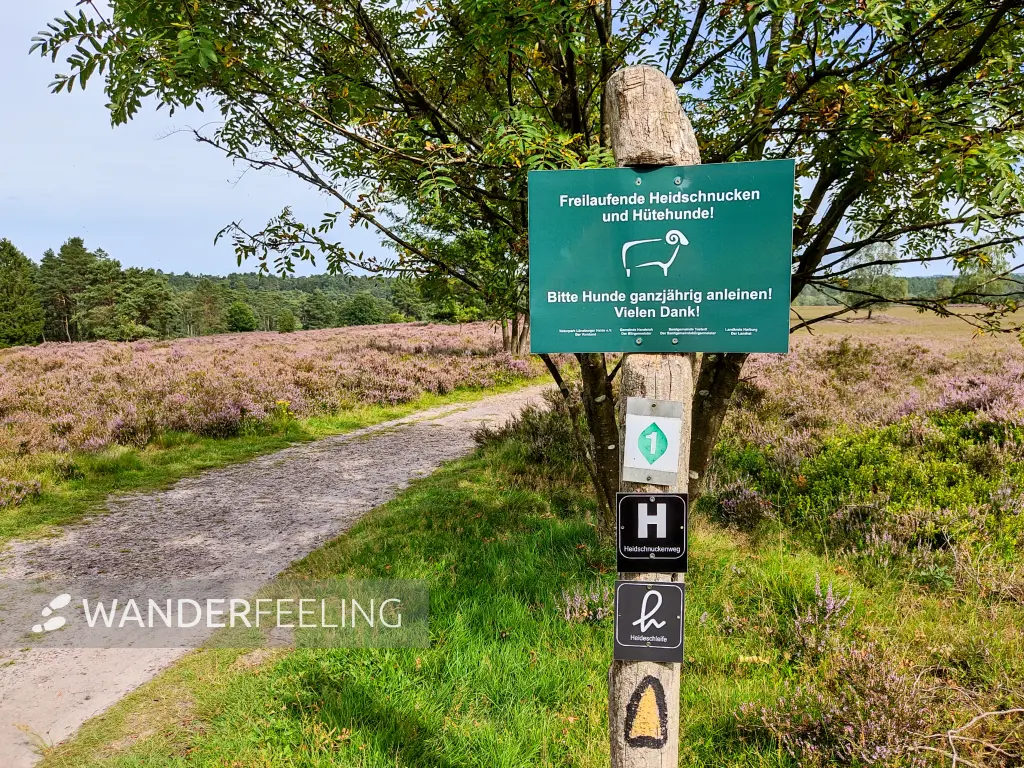 202308240-43 - Wegmarkierungen im Büsenbachtal, Lüneburger Heide, Niedersachsen, Deutschland