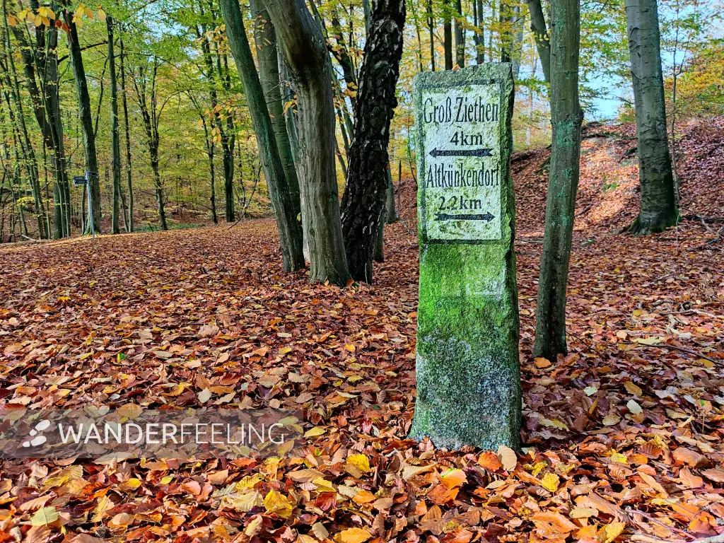 202210280-09 - Wegweiser im Grumsiner Forst, Uckermark, Brandenburg, Deutschland