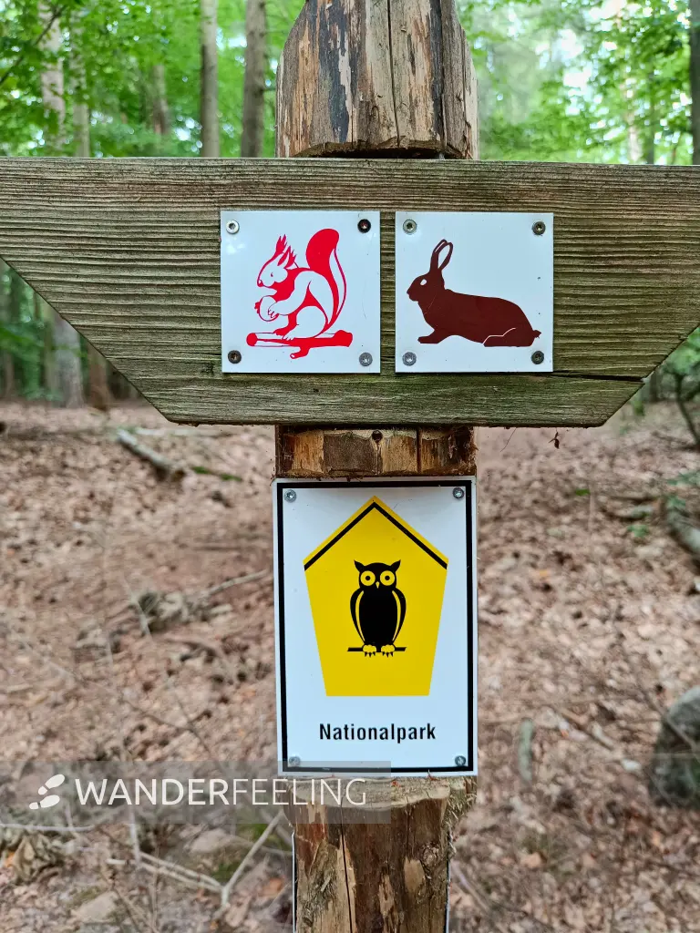 202508200-02 - Wegweiser im Müritz-Nationalpark bei Waren, Mecklenburgische Seenplatte, Mecklenburg-Vorpommern, Deutschland