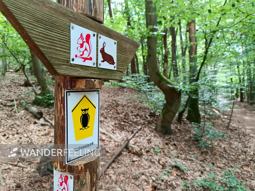 202508200-03 - Wegweiser im Müritz-Nationalpark bei Waren, Mecklenburgische Seenplatte, Mecklenburg-Vorpommern, Deutschland