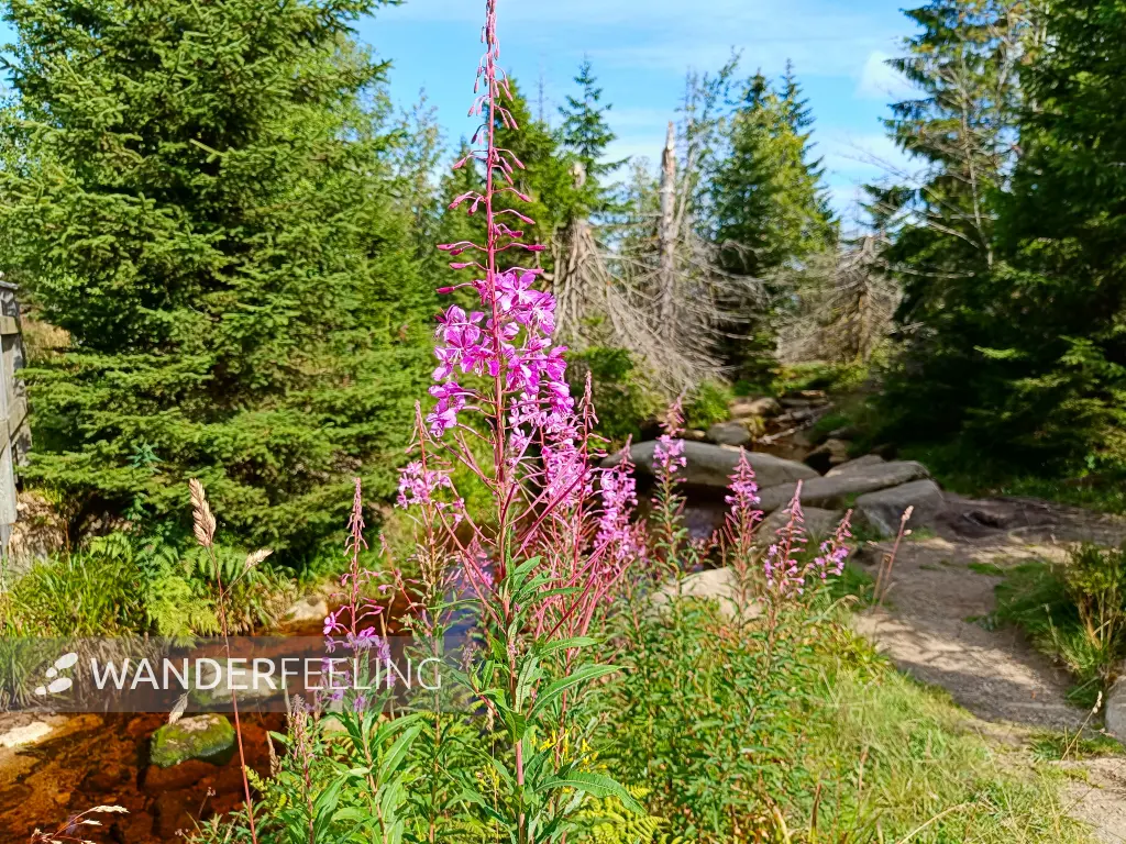 202407230-19 - Weidenröschen im Nationalpark Harz, Harz, Niedersachsen, Deutschland