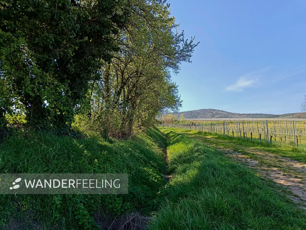 202504111-16 - Weinberge bei Wissembourg, Elsass, Frankreich