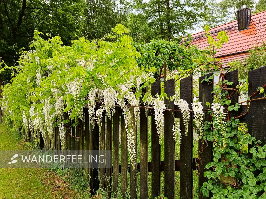 202505170-33 - Weißer Blauregen bei Groß Schauen, Seenland Oder-Spree, Brandenburg, Deutschland