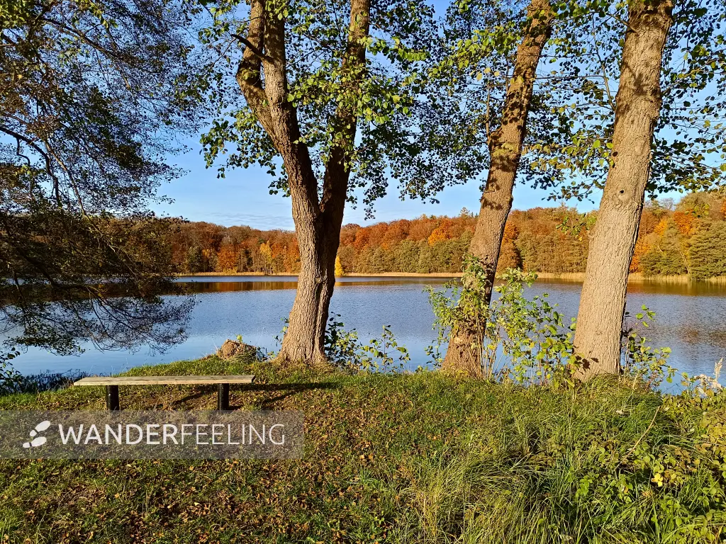 202511050-35 - Weißer See bei Weiße Krug, Mecklenburgische Seenplatte, Mecklenburg-Vorpommern, Deutschland