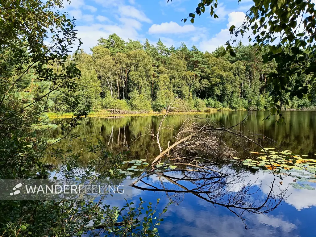 202508200-09 - Wienpietschseen im Müritz-Nationalpark, Mecklenburgische Seenplatte, Mecklenburg-Vorpommern, Deutschland
