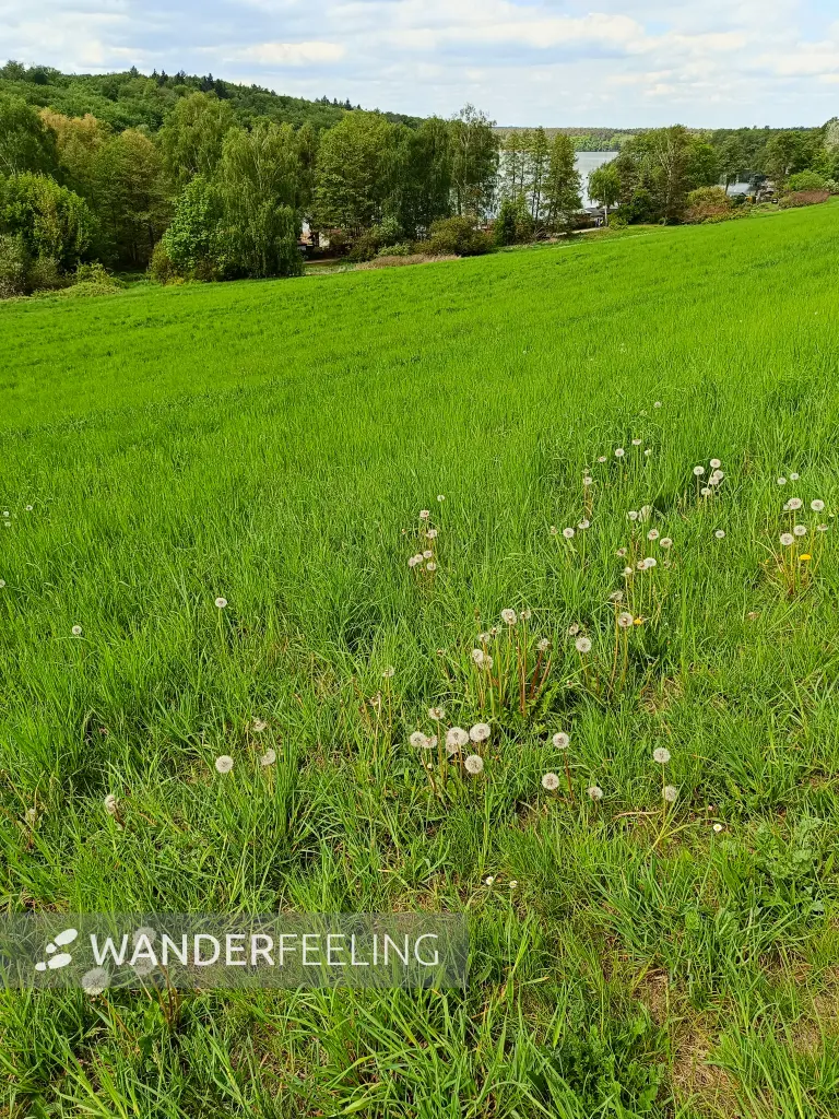 202605090-14 - Wiese am Wolletzsee, Uckermark, Brandenburg, Deutschland