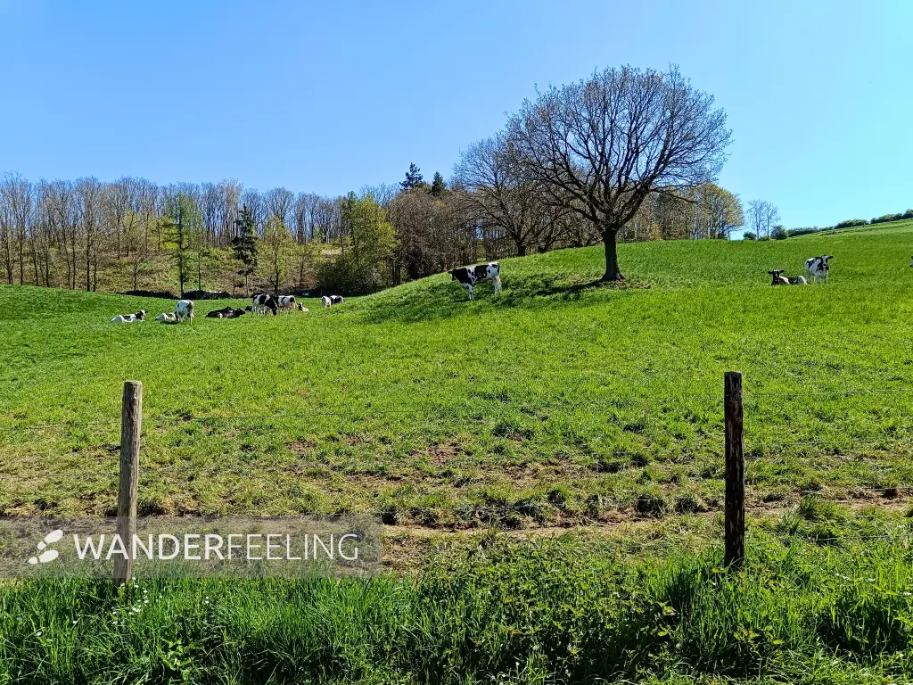 202604220-30 - Wiese mit Kühen bei Vussem, Eifel, Nordrhein-Westfalen, Deutschland