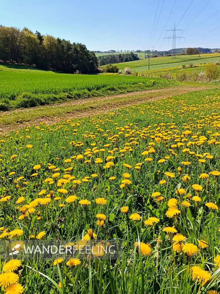 202604220-06 - Wiese mit Löwenzahn bei Dottel, Eifel, Nordrhein-Westfalen, Deutschland