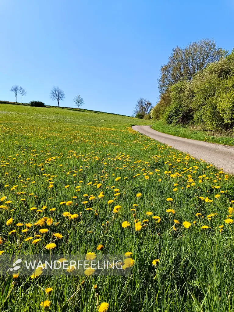202604220-01 - Wiese mit Löwenzahn bei Scheven, Eifel, Nordrhein-Westfalen, Deutschland