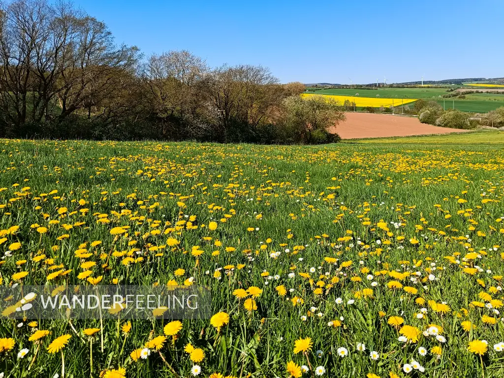202604220-02 - Wiese mit Löwenzahn bei Scheven, Eifel, Nordrhein-Westfalen, Deutschland