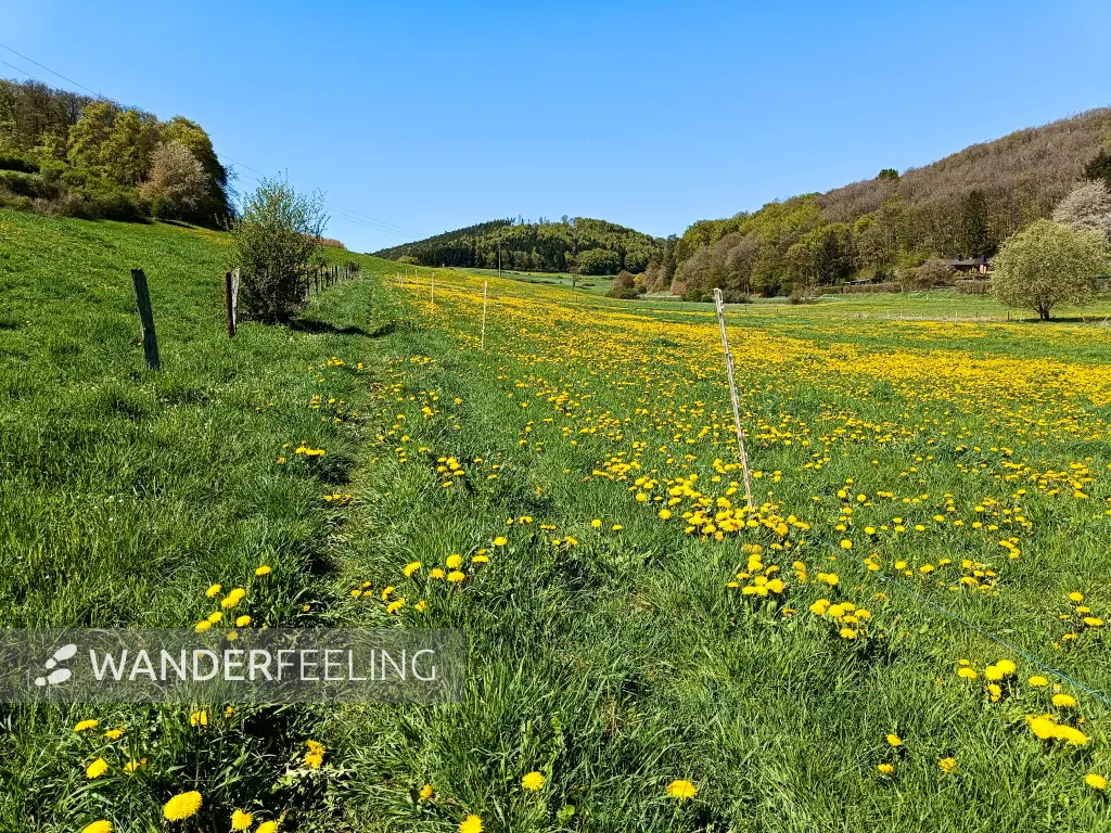 202604220-16 - Wiese mit Löwenzahn bei Vollem, Eifel, Nordrhein-Westfalen, Deutschland