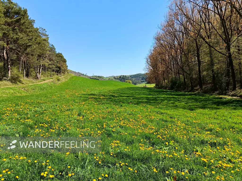 202604220-18 - Wiese mit Löwenzahn bei Vollem, Eifel, Nordrhein-Westfalen, Deutschland