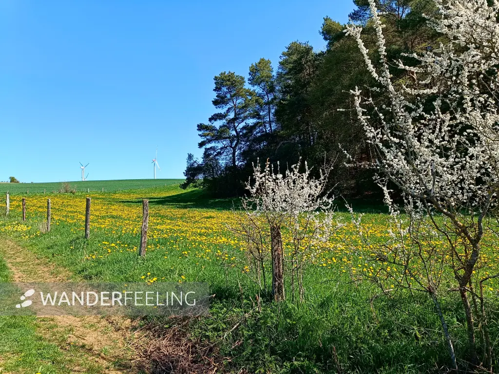 202604220-07 - Wiese mit Löwenzahn und Obstbäumen bei Dottel, Eifel, Nordrhein-Westfalen, Deutschland