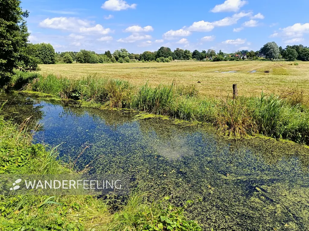 202406220-38 - Wiesen am Bretterschen Graben bei Erkner, Seenland Oder-Spree, Brandenburg, Deutschland