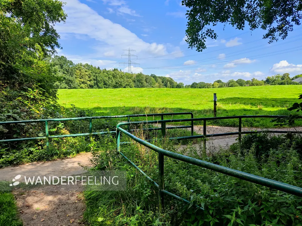 202308230-12 - Wiesen am Gut Wulfsdorf bei Ahrensburg, Schleswig-Holstein, Deutschland