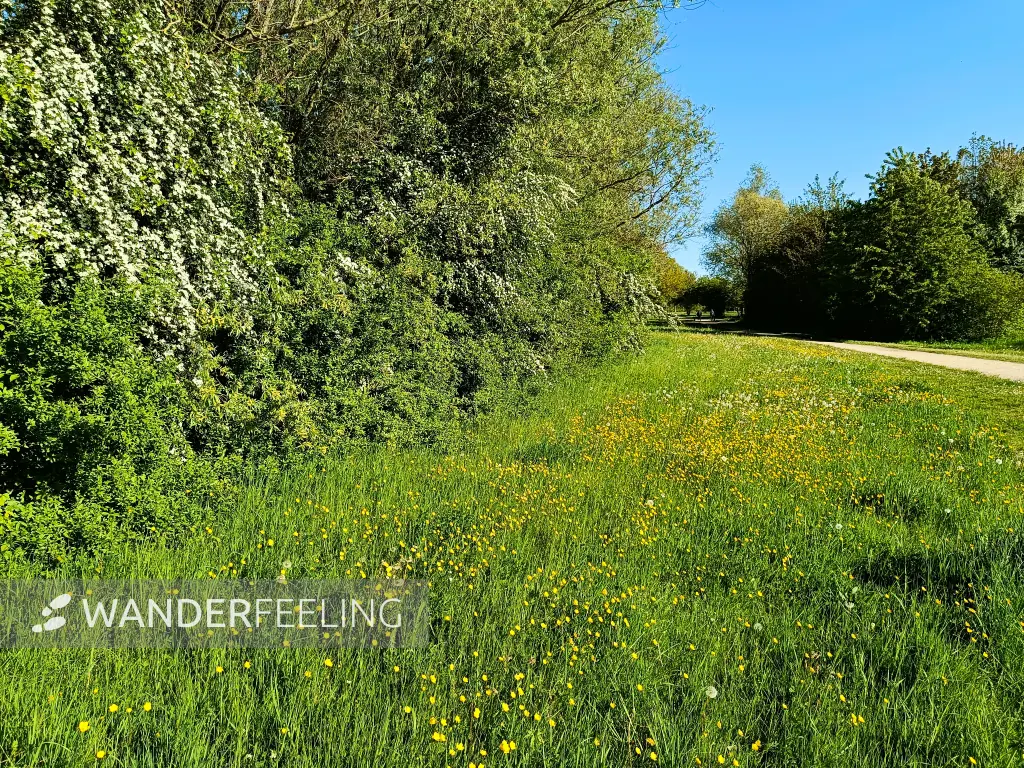 202604250-29 - Wiesen am Nordsee bei Xanten, Niederrhein, Nordrhein-Westfalen, Deutschland