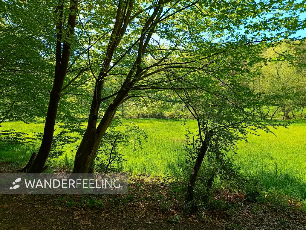 202604230-20 - Wiesen an der Düssel im Düsseltal, Bergisches Land, Nordrhein-Westfalen, Deutschland