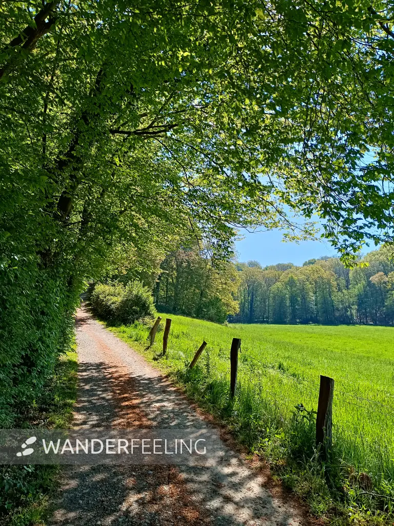 202604230-23 - Wiesen an der Düssel im Düsseltal, Bergisches Land, Nordrhein-Westfalen, Deutschland