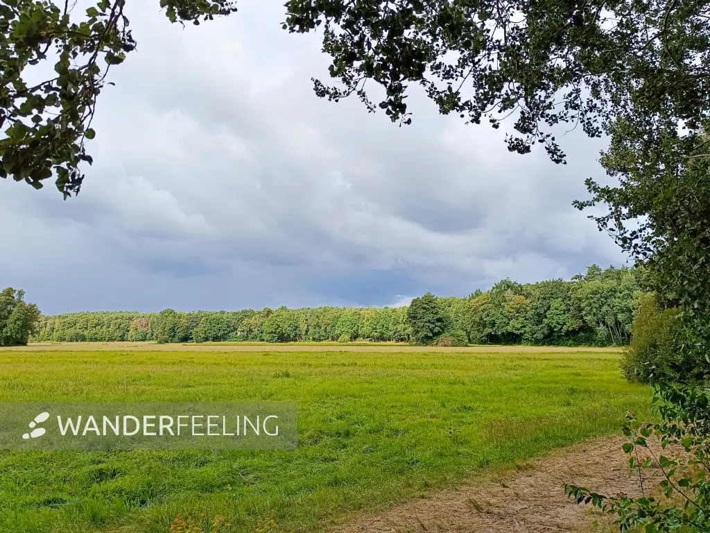 202508230-02 - Wiesen bei Bad Saarow, Seenland Oder-Spree, Brandenburg, Deutschland