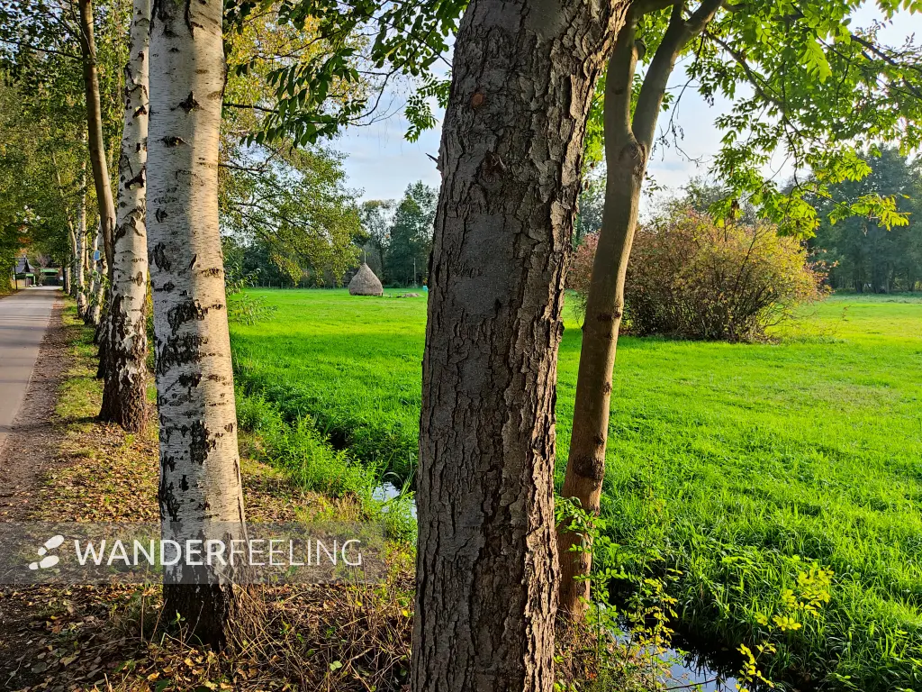 202310230-37 - Wiesen bei Lehde, Spreewald, Brandenburg, Deutschland