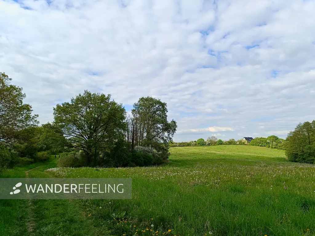 202605090-30 - Wiesen bei Louisenhof, Uckermark, Brandenburg, Deutschland
