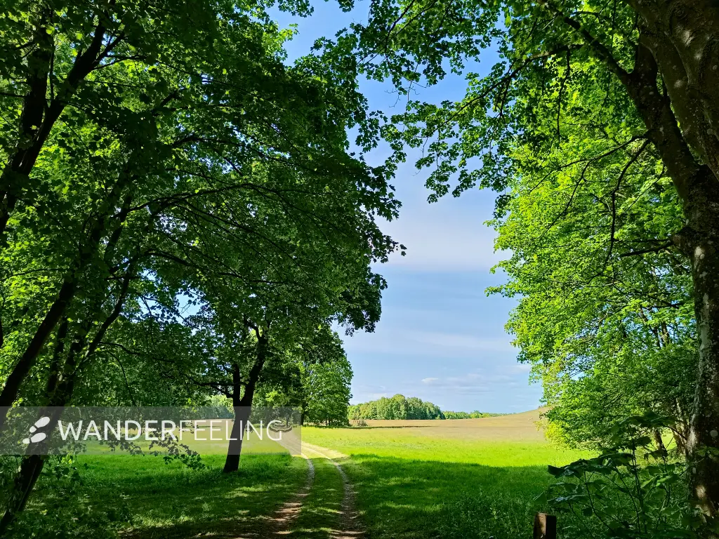 202505130-07 - Wiesen im Müritz-Nationalpark bei Kratzeburg, Mecklenburgische Seenplatte, Mecklenburg-Vorpommern, Deutschland