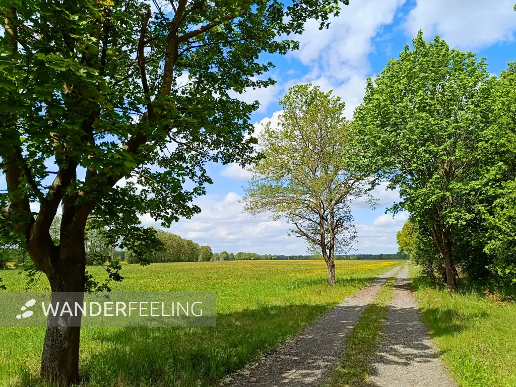 202605160-03 - Wiesen im Unterspreewald, Spreewald, Brandenburg, Deutschland