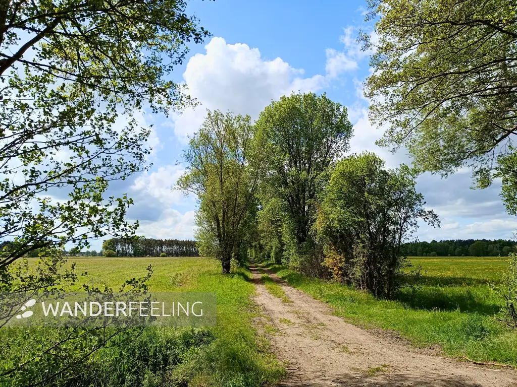 202605160-04 - Wiesen im Unterspreewald, Spreewald, Brandenburg, Deutschland
