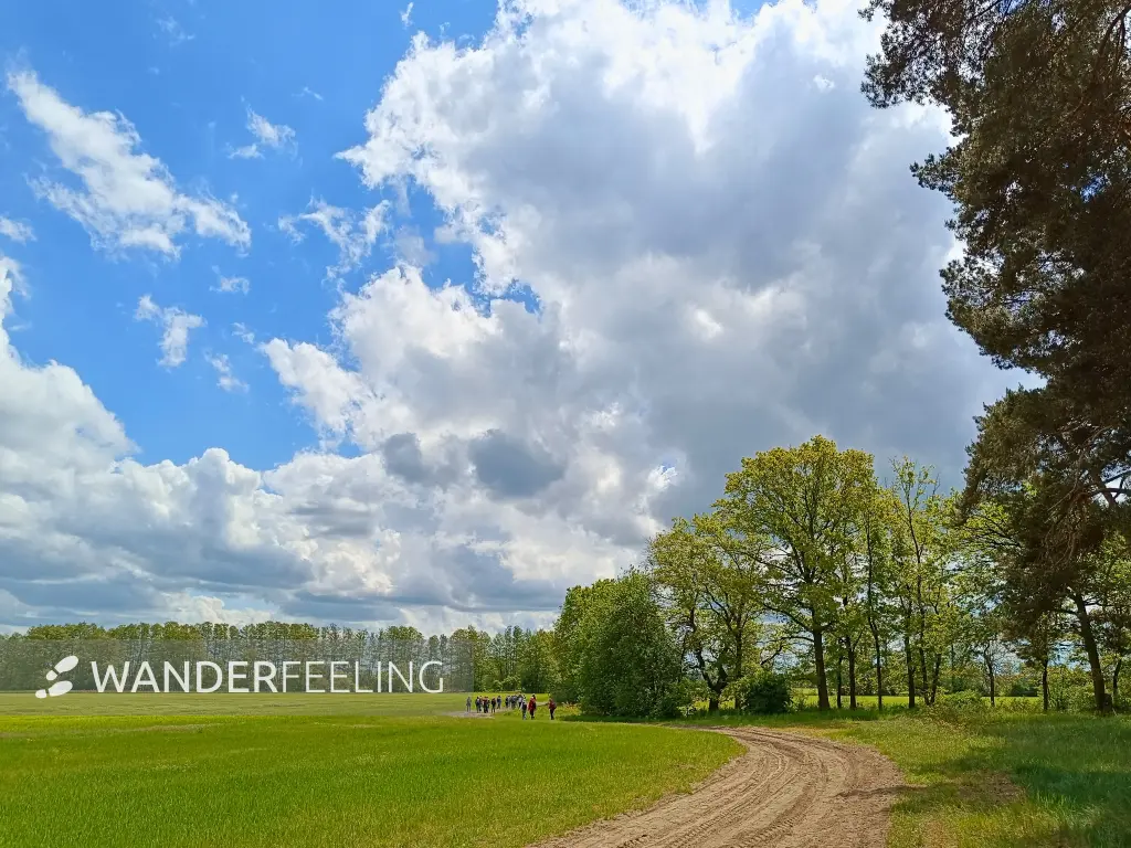 202605160-07 - Wiesen im Unterspreewald, Spreewald, Brandenburg, Deutschland