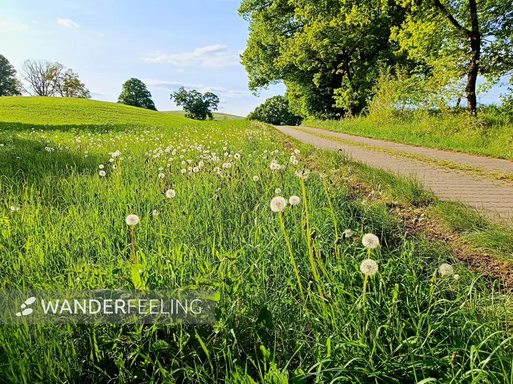 202505130-28 - Wiesen mit Löwenzahn bei Pieversdorf, Mecklenburgische Seenplatte, Mecklenburg-Vorpommern, Deutschland