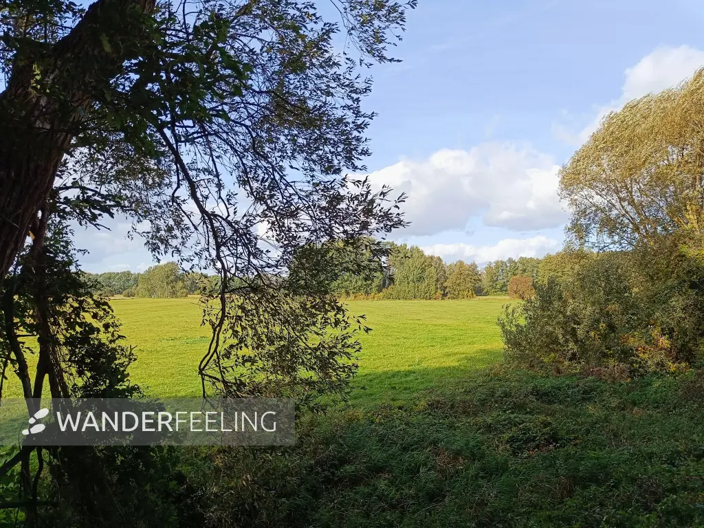 202610140-21 - Wiesenlandschaft bei Goßmar, Lausitz, Brandenburg, Deutschland