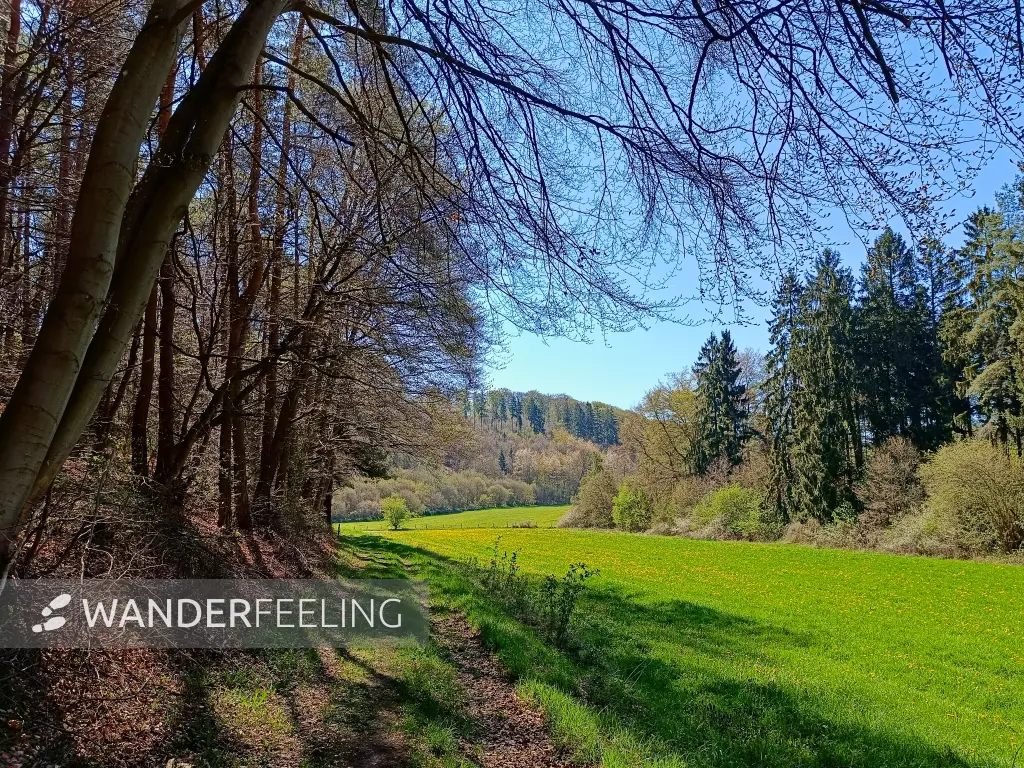 202604220-09 - Wiesental bei Keldenich, Eifel, Nordrhein-Westfalen, Deutschland