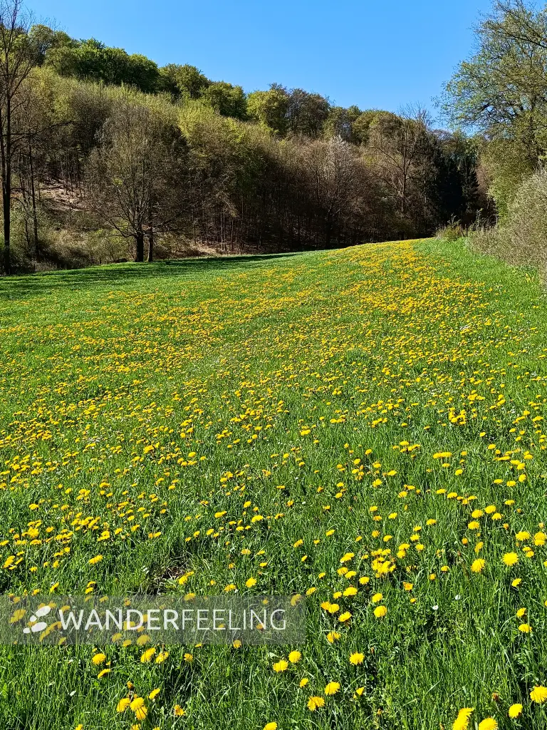 202604220-10 - Wiesental mit Löwenzahn bei Urfey, Eifel, Nordrhein-Westfalen, Deutschland